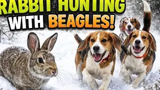 Conditions are getting better can we kill a rabbit #rabbit #beaglehunting #rabbithuntingwithbeagles 
