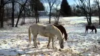 SAINTLY PROSPECT Thoroughbred Stud