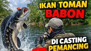 CASTING MELEDAK!! TOMAN BABON NAIK KE DARAT 🔥