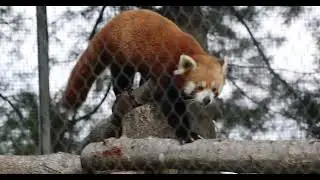 Handsome Red Panda