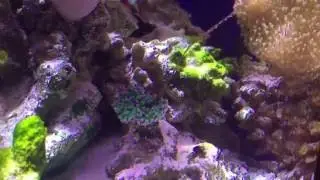 Blue Tipped Torch Coral Feeding Log - video 1 - Having a poop