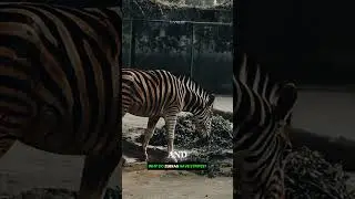 WHY DO ZEBRAS HAVE STRIPES? #animals #wildlife #facts