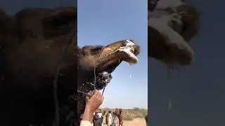 black camel very aggressive #camel #shortvideo #animals #camellife #viral #ytshorts #wildlife #bell