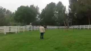Leslie Morse Dressage