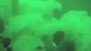 Metridium Fields Dive 1