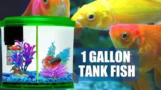 7 Best Fish for 1 Gallon Tank | Popular Fish for Small Aquarium | Aquarium Fish
