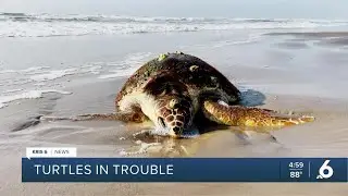 More turtles washing ashore since April in rare occurrence