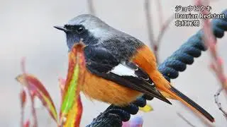 年末年始鳥撮影：ジョウビタキ、モズ、ミコアイサなど