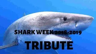 SHARK WEEK 2018-2019 TRIBUTE!