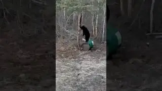 Black Bear Cub Climbs the Bait Barrel #hunting #bearhunting #nature #outdoors #bear
