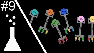 La Transmission de l'ADN (SVT) Animation 3D (SLS)