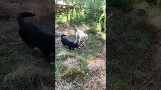 Stick Together: Pup Pals Share a Snack! #DogBuddies #PlayfulPup #dog #labrador #funny  #puppy #corgi