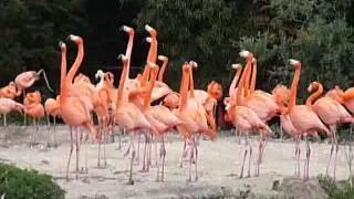 Caribbean flamingo display