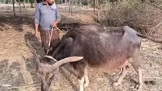 Natti Milky Buffalo belongs to Farmer Narasimha Raju in Madhawara, Kortegere Taluk, Tumkur District