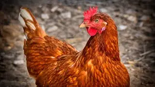 Amo Farm Hatchery Explains Reasons for Noiler Chicken Breed