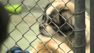 Capital Area Humane Society