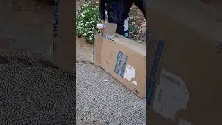 new skate inline OXELO MF 900 best skate l need sport please