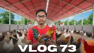 Adopted New Chicken For Eggs 🐔 🥚