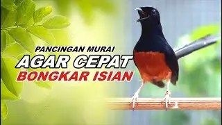 Pancingan Murai Batu Full Isian Cocok buat Murai macet bunyi Agar gacor kembali