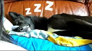 What Dog in REM Sleep Looks Like (eye twitching)