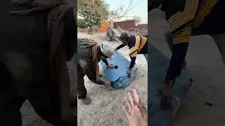 Colorful chicks ko bacha Lia #minivlogs #pets #colorfulchickens