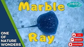 MARBLE RAY - Dive in Sabah 🤙🏻