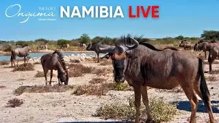 LIVE: Onguma Waterhole - Elephants, Giraffes & More | Namibia 24/7