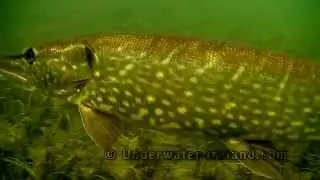 Pike vs Cannibal Shad: fishing with lure soft-bait attacks underwater. Рыбалка на силикон атака щуки