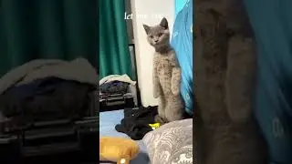 Does your cat stand up?