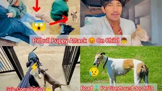 Pit-bull Puppy 🐶 Attack On Kids 🧒 || Road 🛣️ Per Greyhound Dog 😢 Mila || Full Vlog  