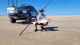 Surf fishing - Bullreds and sharks