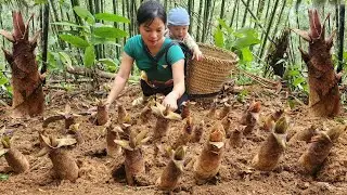 Harvesting bitter bamboo shoots in winter Go to Market - 2 Year Off Grid Cabin in Forest with Bao