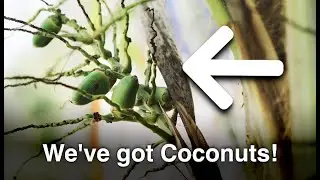 When Will My Coconut Palm Start to Produce?