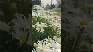 Flower 🌸 #flowers #flower #flowerdesign #love #flowervideo #naturalbeauty #amazing #super