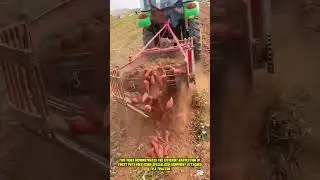 Sweet Potato Harvesting with Tractor - Good tools and machinery can increase work efficiency