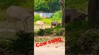 cow swag