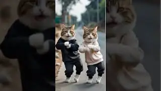 Cat Zumba Dance 😍😼 meow #cat #kitty #dancing #cutecat #kitten