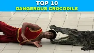 Top 10 Largest Crocodiles In The World | Let Me Give You Some Facts