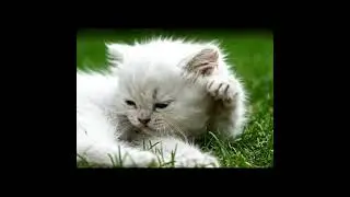 Medical Research about Cats. #cat