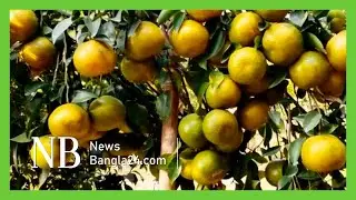 আমরাজ্যে কমলা | NewsBangla Dhakar Bairey