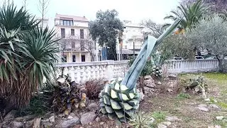 Что за ананасы 🤔 странная обрезка