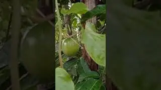 passion fruits