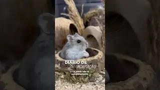 Di&aacute;rio de Adapta&ccedil;&atilde;o Ep.1