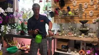 In the Land of Tillandsias: Caring for Air Plants