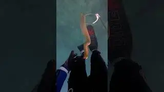 Дружелюбная морская змея демонстрирует свои акробатические навыки 🐍 #змея #морскаязмея #оливковая...