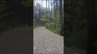 год в парке