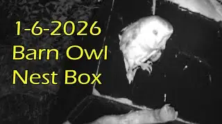 1 5 2026 Barn Owl Nest Box