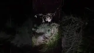 Deafening - Litoria gracilenta