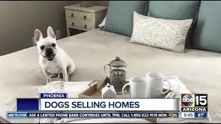 Dogs Selling Homes for HomeSmart Agent