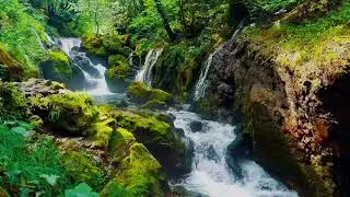 Gentle Forest Waterfall Sounds 🌿 White Noise for Relaxation, Meditation & Sleep